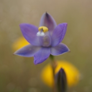 Thelymitra pauciflora at Majura, ACT - suppressed