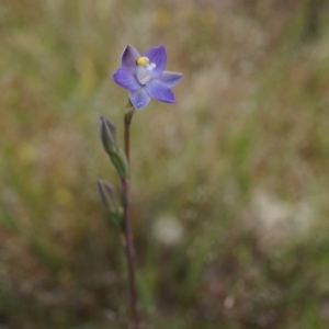 Thelymitra pauciflora at Majura, ACT - 24 Oct 2014