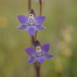 Thelymitra pauciflora at Majura, ACT - suppressed