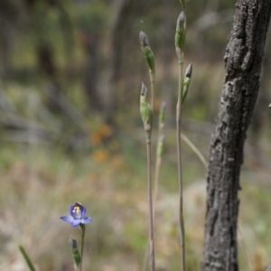 Thelymitra pauciflora at Majura, ACT - suppressed