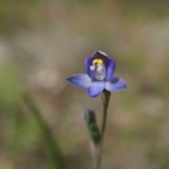 Thelymitra pauciflora at Majura, ACT - suppressed