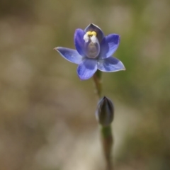 Thelymitra pauciflora (Slender Sun Orchid) at Majura, ACT - 24 Oct 2014 by AaronClausen