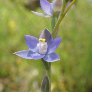 Thelymitra pauciflora at Majura, ACT - 24 Oct 2014