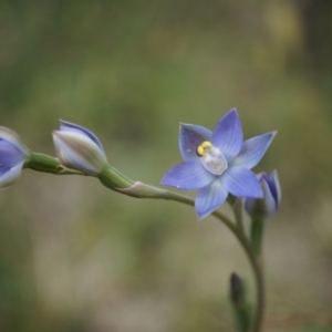 Thelymitra pauciflora at Majura, ACT - suppressed