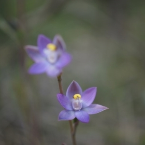 Thelymitra pauciflora at Majura, ACT - suppressed