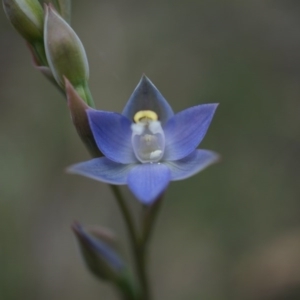 Thelymitra pauciflora at Majura, ACT - suppressed