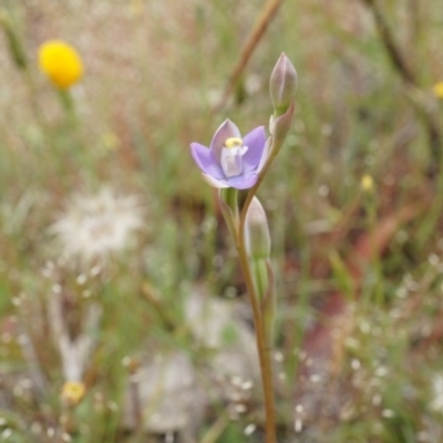 Thelymitra pauciflora (Slender Sun Orchid) at Majura, ACT - 24 Oct 2014 by AaronClausen