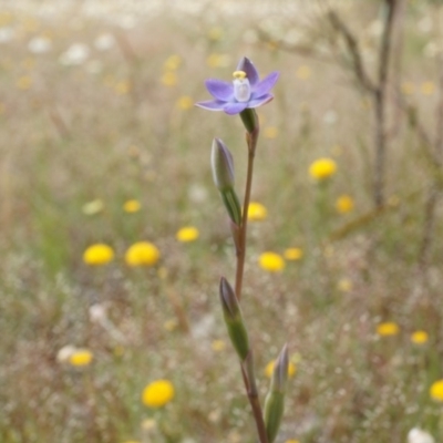 Thelymitra pauciflora (Slender Sun Orchid) at Majura, ACT - 24 Oct 2014 by AaronClausen