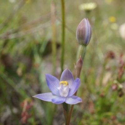 Thelymitra pauciflora (Slender Sun Orchid) at Majura, ACT - 24 Oct 2014 by AaronClausen