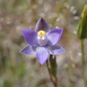 Thelymitra pauciflora at Majura, ACT - suppressed