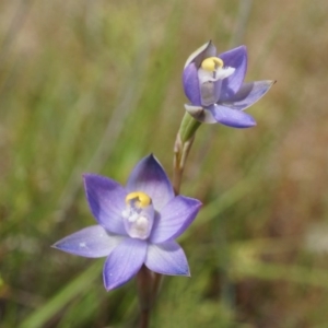 Thelymitra pauciflora at Majura, ACT - suppressed