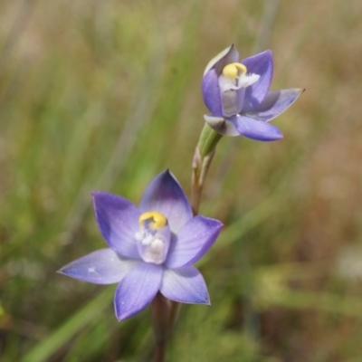 Thelymitra pauciflora (Slender Sun Orchid) at Majura, ACT - 24 Oct 2014 by AaronClausen