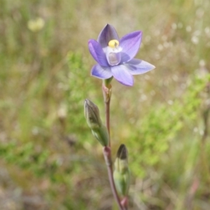 Thelymitra pauciflora at Majura, ACT - suppressed