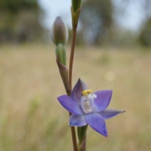 Thelymitra pauciflora at Majura, ACT - suppressed