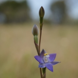 Thelymitra pauciflora at Majura, ACT - suppressed