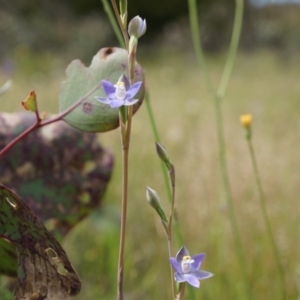 Thelymitra pauciflora at Majura, ACT - suppressed