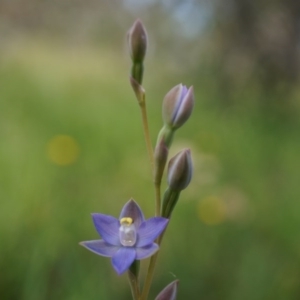 Thelymitra pauciflora at Majura, ACT - suppressed