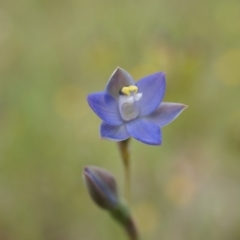 Thelymitra pauciflora (Slender Sun Orchid) at Majura, ACT - 24 Oct 2014 by AaronClausen