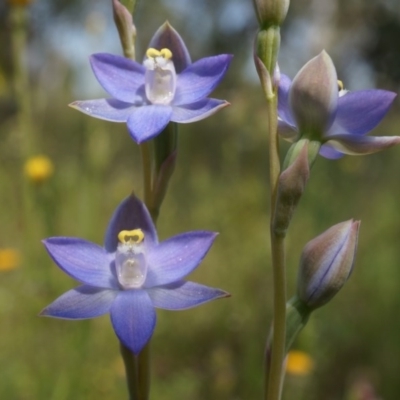 Thelymitra pauciflora (Slender Sun Orchid) at Majura, ACT - 24 Oct 2014 by AaronClausen