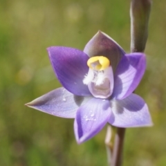 Thelymitra pauciflora (Slender Sun Orchid) at Majura, ACT - 24 Oct 2014 by AaronClausen