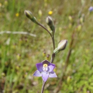 Thelymitra pauciflora at Majura, ACT - suppressed