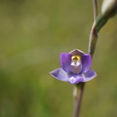 Thelymitra pauciflora (Slender Sun Orchid) at Majura, ACT - 23 Oct 2014 by AaronClausen