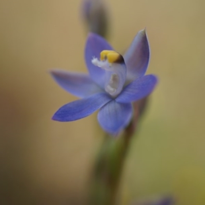 Thelymitra (genus) (sun orchids) at Majura, ACT - 24 Oct 2014 by AaronClausen