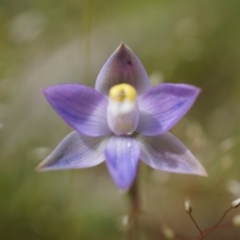 Thelymitra pauciflora (Slender Sun Orchid) at Majura, ACT - 23 Oct 2014 by AaronClausen