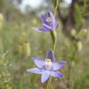 Thelymitra peniculata at Majura, ACT - 24 Oct 2014