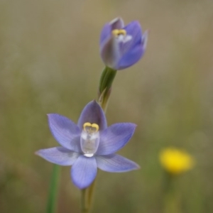 Thelymitra pauciflora at Majura, ACT - suppressed