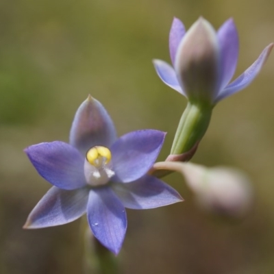 Thelymitra pauciflora (Slender Sun Orchid) at Majura, ACT - 23 Oct 2014 by AaronClausen