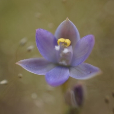 Thelymitra pauciflora (Slender Sun Orchid) at Majura, ACT - 23 Oct 2014 by AaronClausen