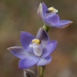 Thelymitra pauciflora at Majura, ACT - 24 Oct 2014