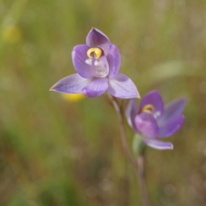 Thelymitra pauciflora at Majura, ACT - suppressed