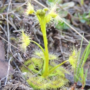 Drosera gunniana at Theodore, ACT - 13 Sep 2014 06:46 PM