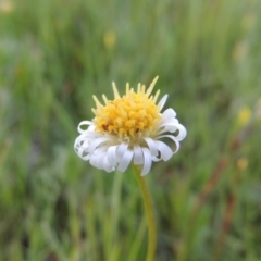 Calotis anthemoides (Chamomile Burr-daisy) at Rob Roy Spring 1(M) - 18 Oct 2014 by MichaelBedingfield