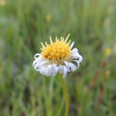 Calotis anthemoides (Chamomile Burr-daisy) at Rob Roy Spring 1(M) - 18 Oct 2014 by michaelb