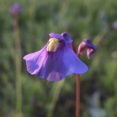 Utricularia dichotoma at Rob Roy Spring 1(M) - 18 Oct 2014