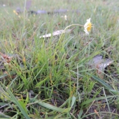 Calotis anthemoides (Chamomile Burr-daisy) at Tuggeranong DC, ACT - 18 Oct 2014 by MichaelBedingfield