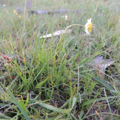 Calotis anthemoides (Chamomile Burr-daisy) at Tuggeranong DC, ACT - 18 Oct 2014 by michaelb