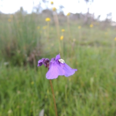 Utricularia dichotoma (Fairy Aprons, Purple Bladderwort) at Tuggeranong DC, ACT - 18 Oct 2014 by michaelb