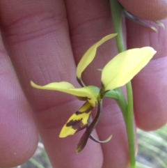 Diuris sulphurea (Tiger Orchid) at Majura, ACT - 19 Oct 2014 by SilkeSma