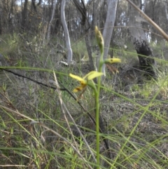 Diuris sulphurea at Majura, ACT - suppressed