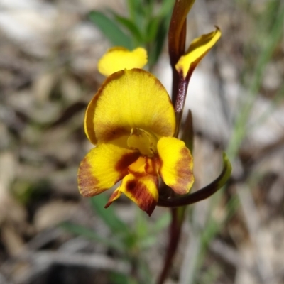 Diuris semilunulata (Late Leopard Orchid) at Farrer Ridge - 24 Oct 2014 by galah681