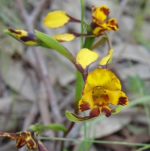 Diuris semilunulata at Farrer Ridge - suppressed