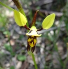 Diuris sulphurea (Tiger Orchid) - 1 Jan 1900 by galah681