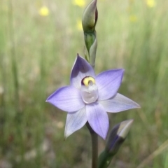 Thelymitra pauciflora (Slender Sun Orchid) at Farrer Ridge - 24 Oct 2014 by galah681