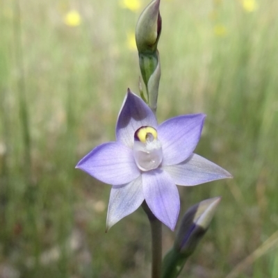 Thelymitra pauciflora (Slender Sun Orchid) - 1 Jan 1900 by galah681