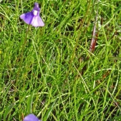 Utricularia dichotoma (Fairy Aprons, Purple Bladderwort) at Farrer Ridge - 24 Oct 2014 by galah681