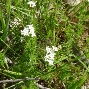 Asperula conferta at Farrer Ridge - 25 Oct 2014 08:54 AM